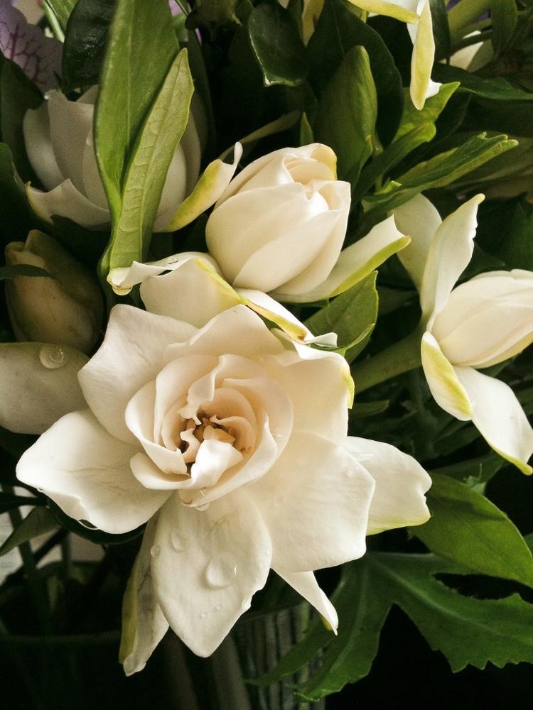Gardenia vårdtips trädgårdsodling vintergröna vita blommor doft