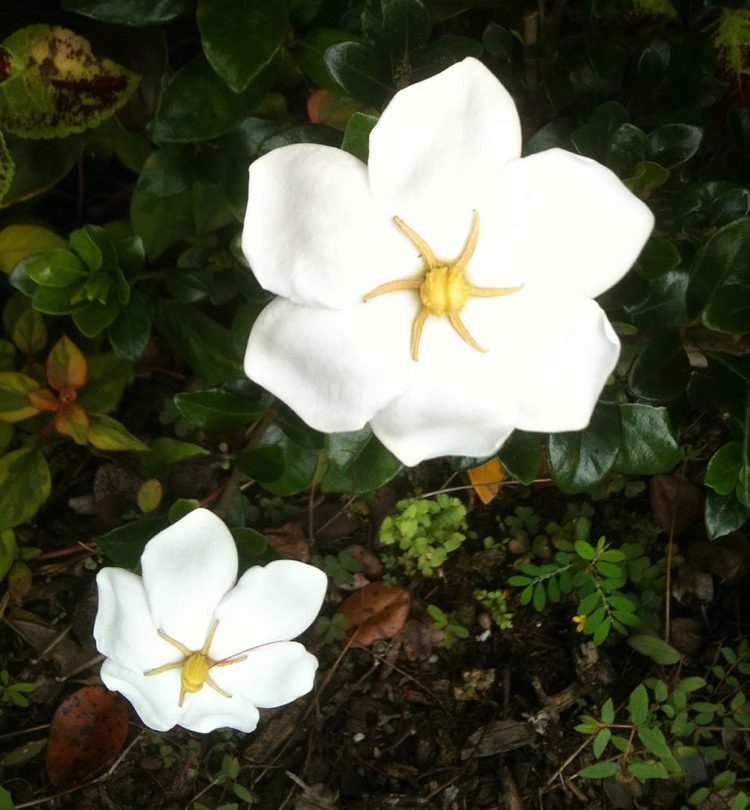 Gardenia vårdtips trädgårdsarbete jasmin doft vit