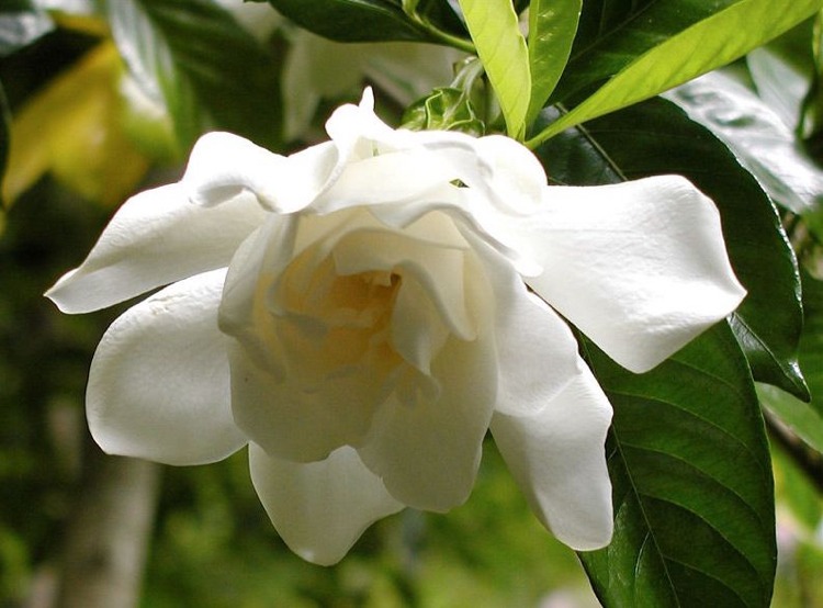 Gardenia vårdtips trädgårdsarbete vit tropisk växt doftande