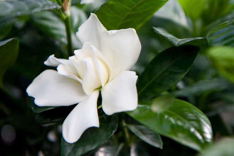 Gardenia vårdtips trädgårdsarbete vit vacker doft vintergröna