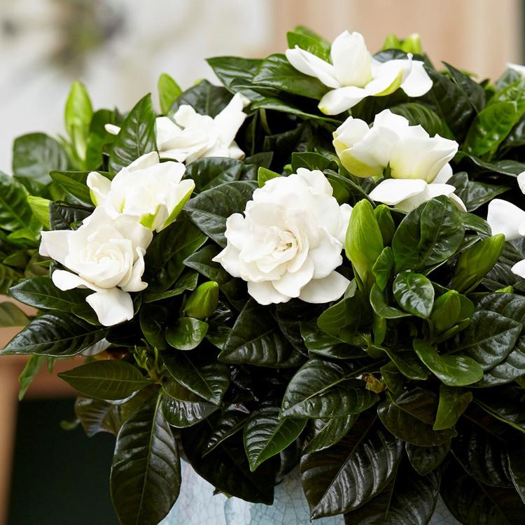 Gardenia vårdtips trädgårdsträd buske vita blommor doftande