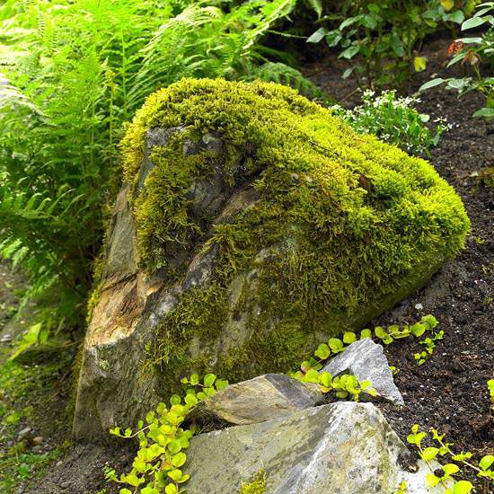 Moss trädgård sten design
