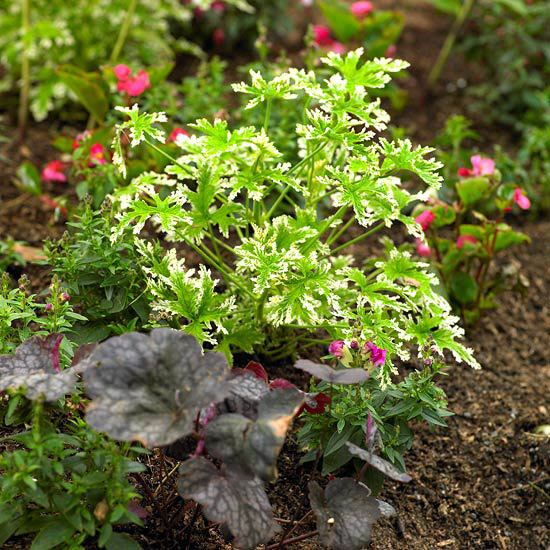 små blommor örter