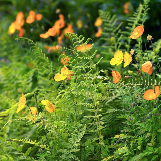 liten vårblommor trädgård