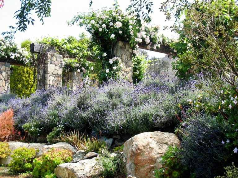 trädgård-skapa-sluttning-design-lavendel-stenar-klätterrosor