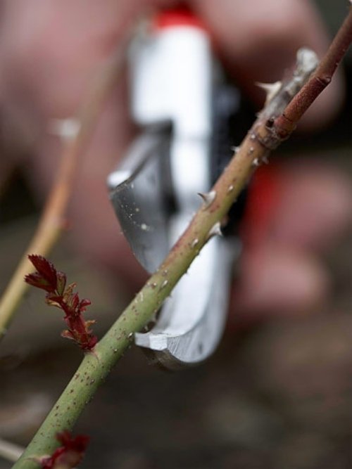 trädgårdsinstruktionstips för trädgårdsunderhåll avbrutet