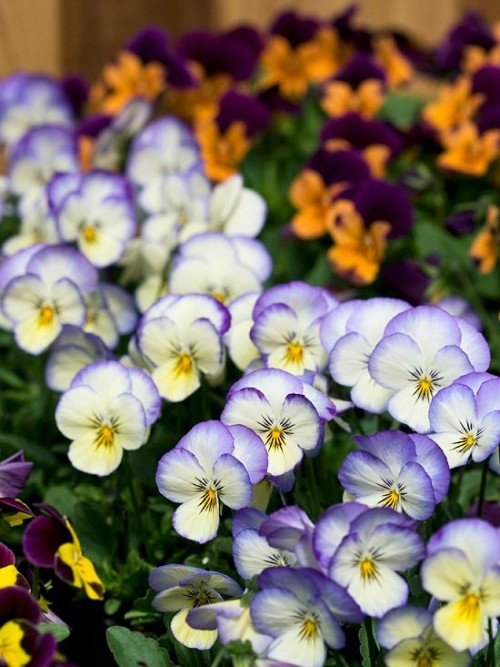 trädgårdsguide tips för trädgårdsarbete blommor