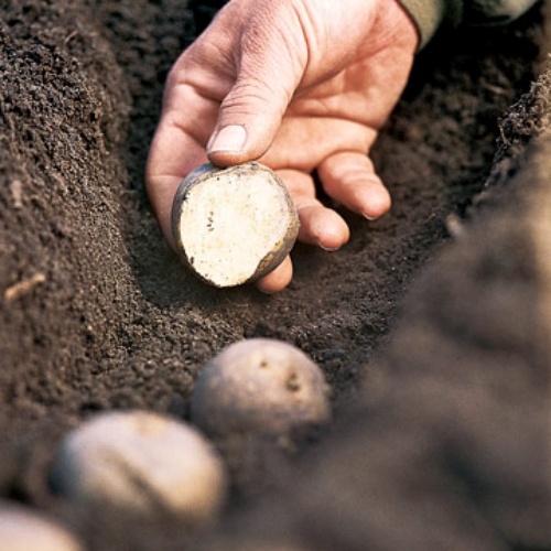 trädgårdsguide tips för trädgårdsodling potatis