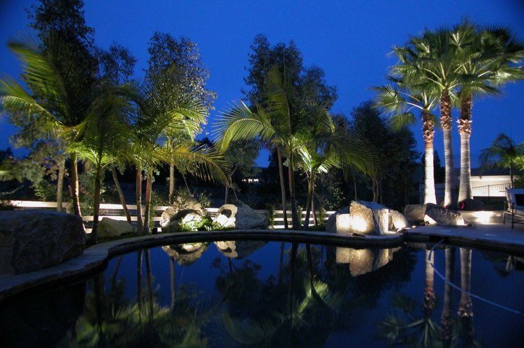 belysning trädgård palmer landskap pool område stenar