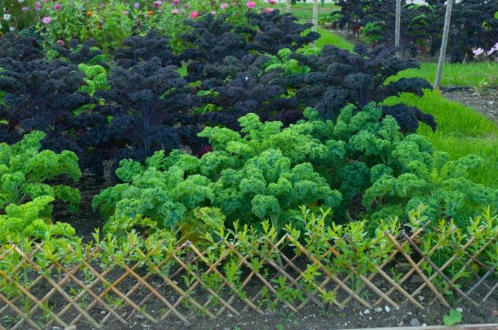 grönkål idé trädgård dekorera lockade staket växter