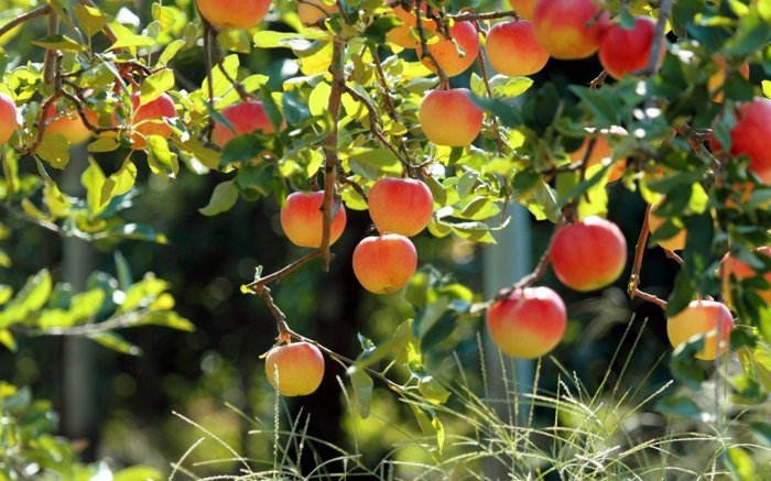 äppelträd trädgård dekoration frukt frukt