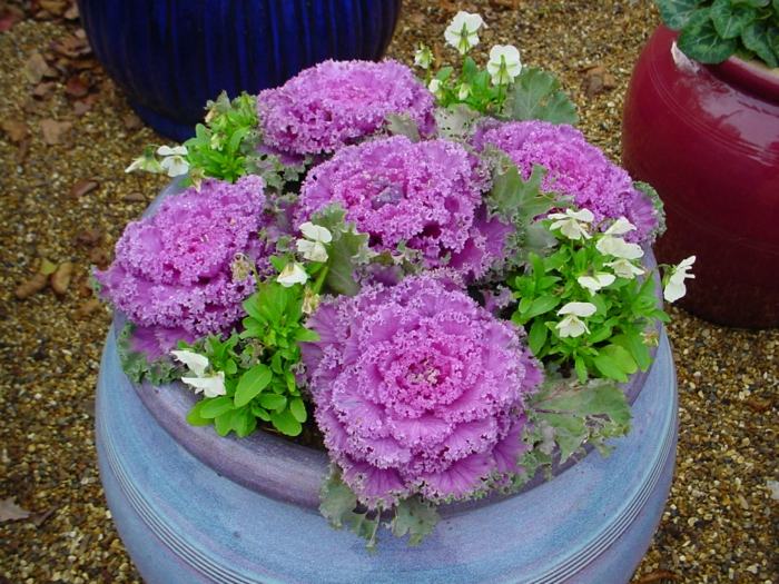 planter kål rosa dekorativ idé design trädgård