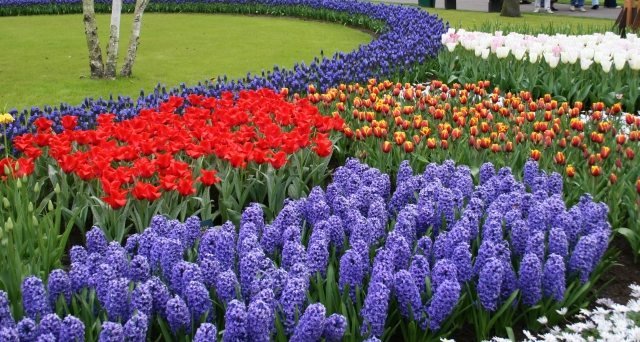 Blommande fält med tulpanblommor trädgårdsdesign med säsongsbetonade växter