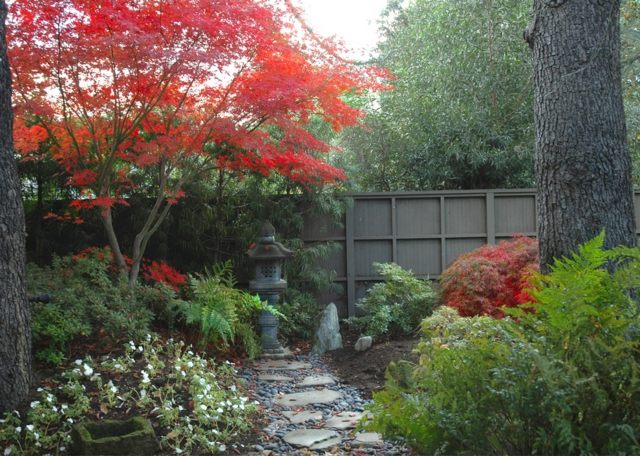 Japansk stil lönn perenner jord natursten trädgård väg fågel hus