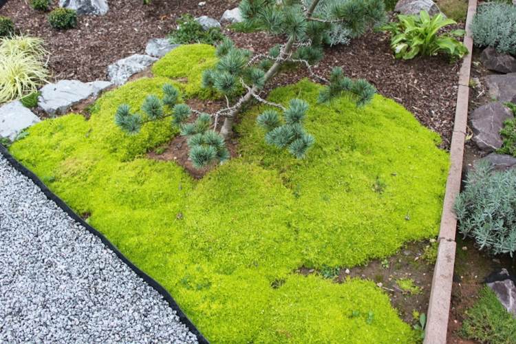 design-trädgård-mastkraeuter-sagina-markskydd-grön-utomhus