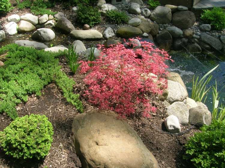 trädgårdsdesign lönn-röda-blad-accent-orientalisk-sten trädgård