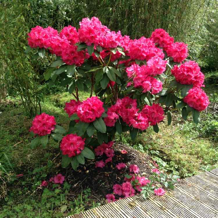 design-trädgård-rhododendron-deco-blommor-rosa-attraktiv-vintergröna