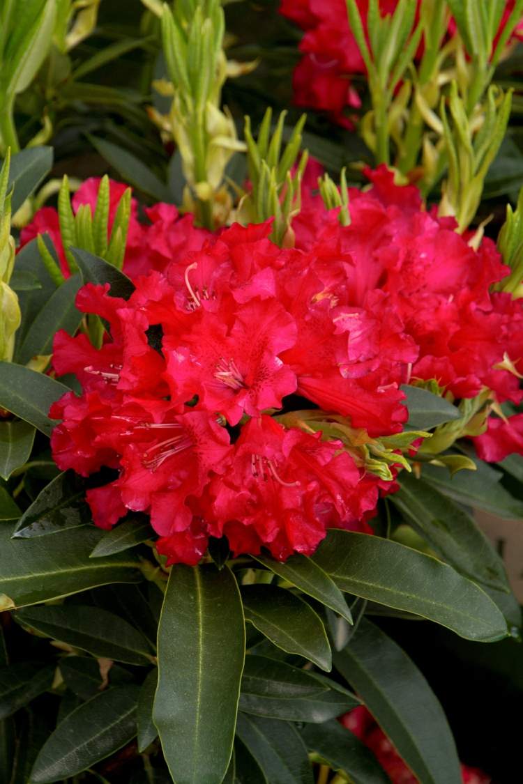 trädgårdsdesign rhododendron-blomma-rosa-röd-buske-attraktiv
