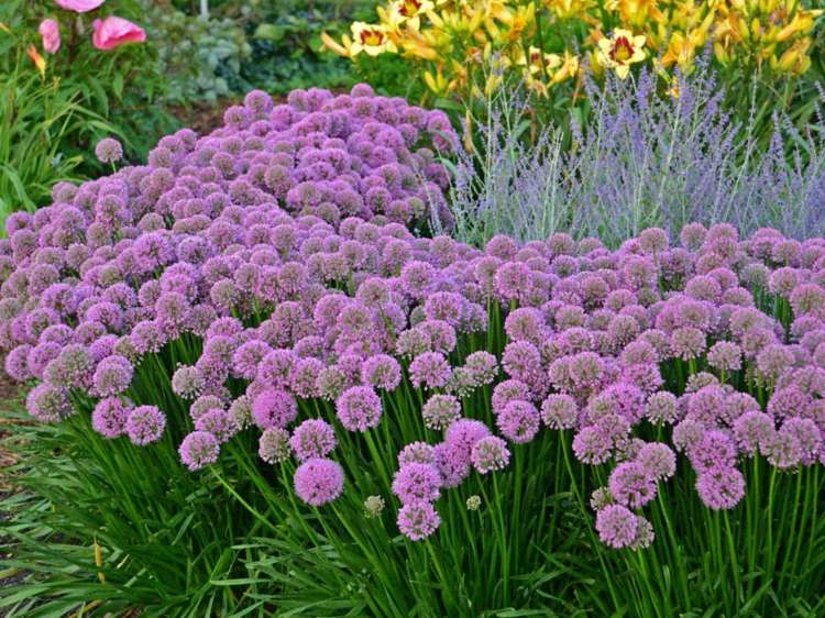 form-trädgård-purjolök-växter-allium-sfäriska-blommor-lila