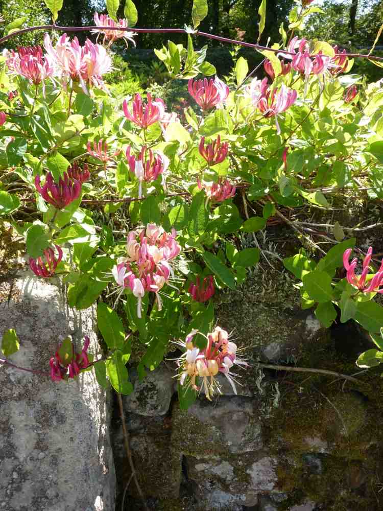 design-trädgård-geissblaetter-rosa-blommor-klättring-växt-sten-idé