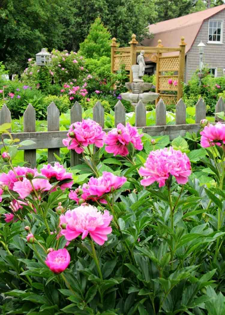 design-trädgård-pion-rosa-trädgård-staket-trä-klassisk-country-stil