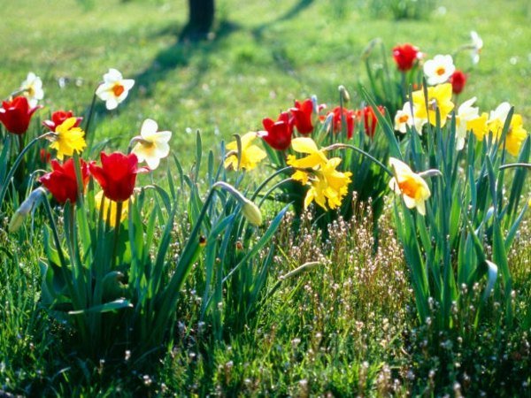 Tulpaner hyacint vårblommor