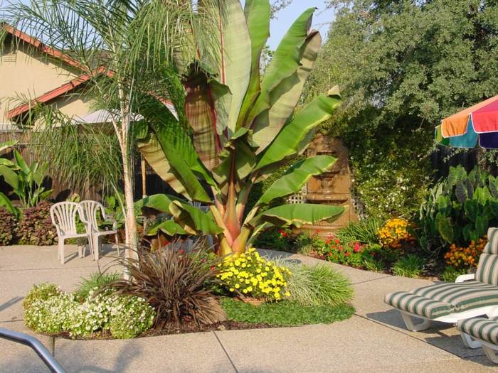 bananträd trädgård design exotiska solstolar uteplats pool
