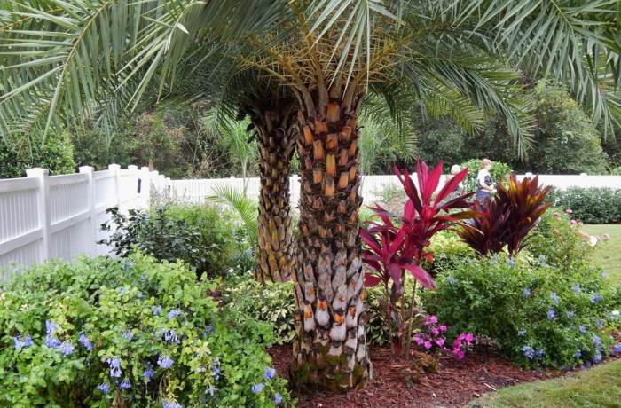 buskblommor lila palmträdgård skapa färger växter