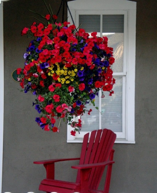 Trattblomma röd lila färgkorg balkongblommor