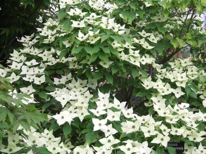 dogwood buske växt trädgård vård tips vita blommor