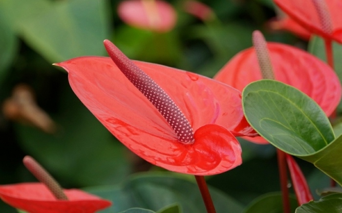 anthurium blomma röd krukväxt trädgård i november