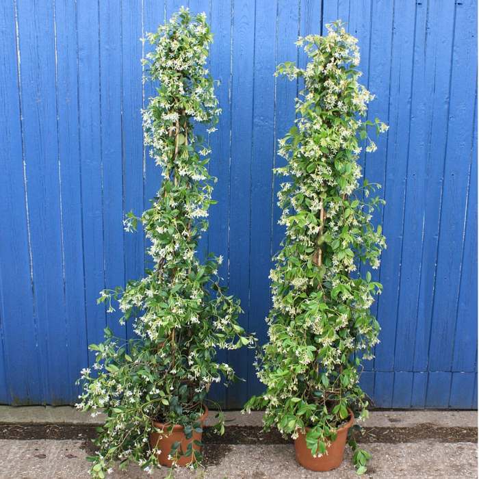 klättrare trachelospermum jasminoides trädgård i november vinterträdgård