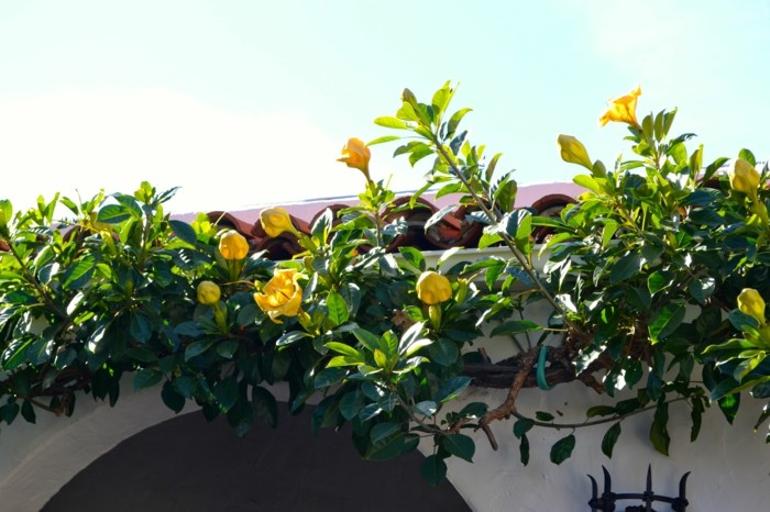 kalk av guldgula blommor klättrare trädgård november