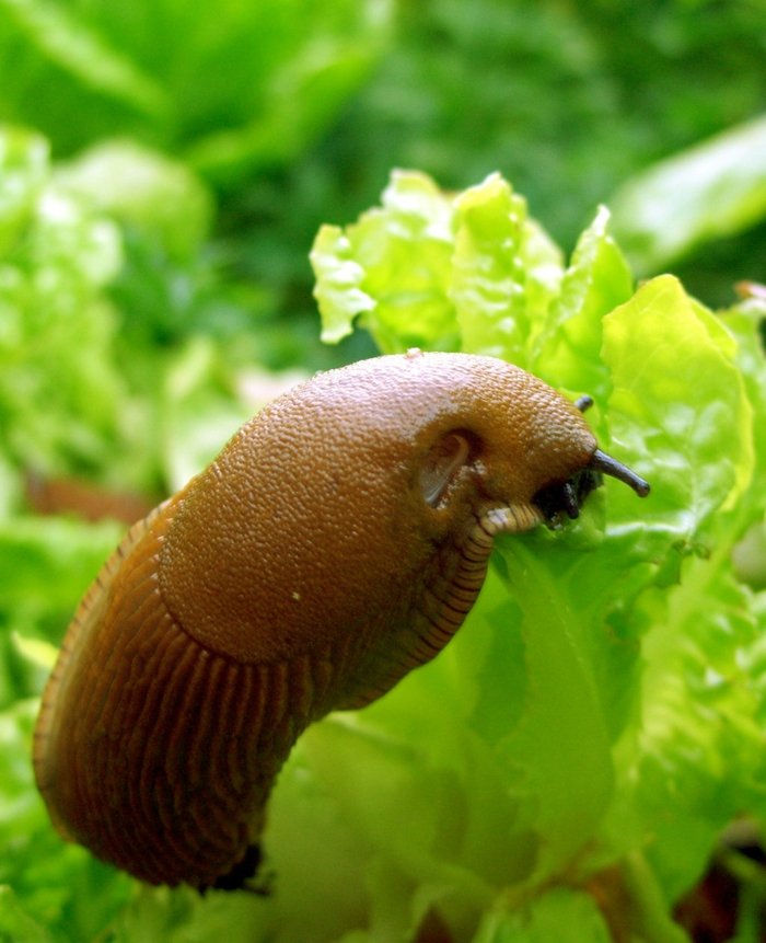 nudibranch skal trädgård i november blad brun