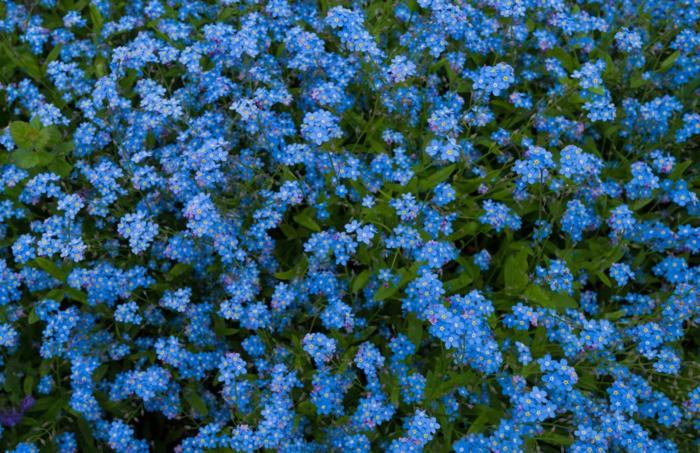 glöm-mig-inte växter flower garden september blå blomma