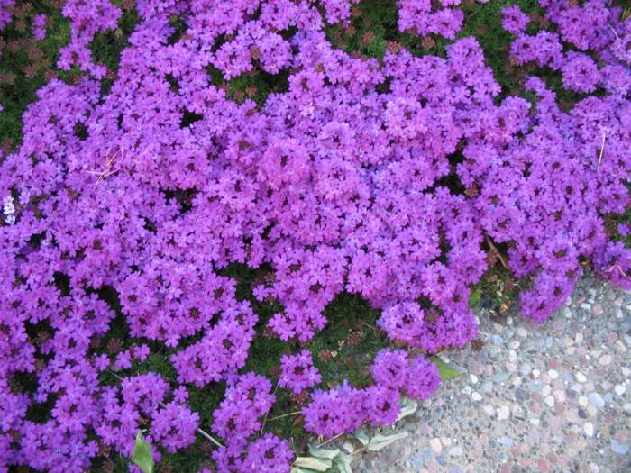 Verbena blommar trädgård i september violetta blommor