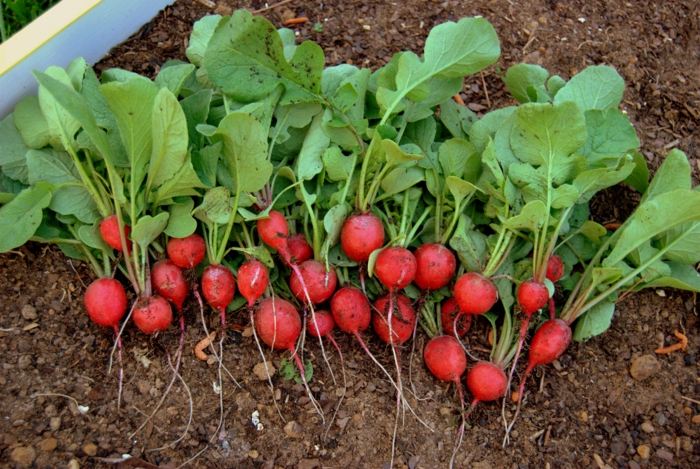 trädgård underhåll grönsaker växter höst rädisor röd jordbädd
