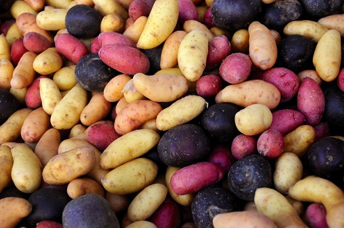 färgrik potatis röd blå gul brun sorter trädgård