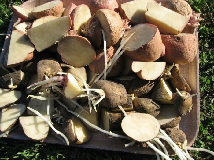 potatisbitar frön rötter knölar tips förberedelse