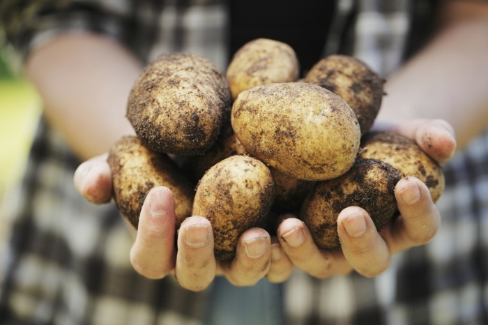 trädgård med potatis lökar jordtips vård