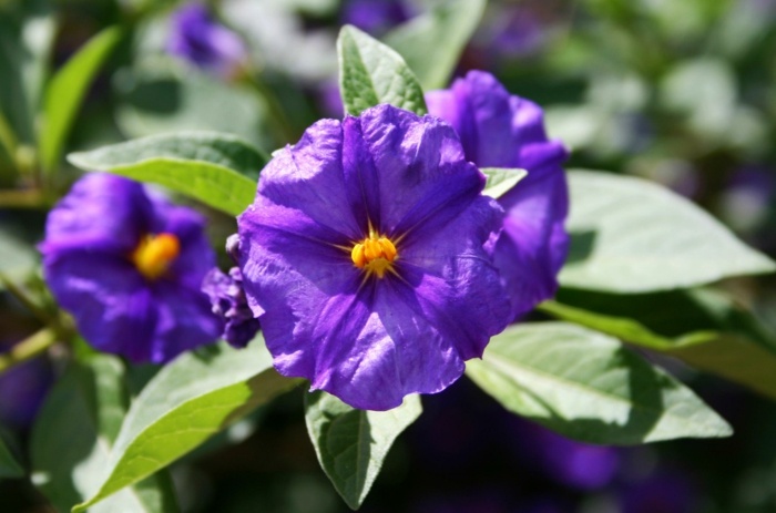 blomma potatis trädgård blå lila sort