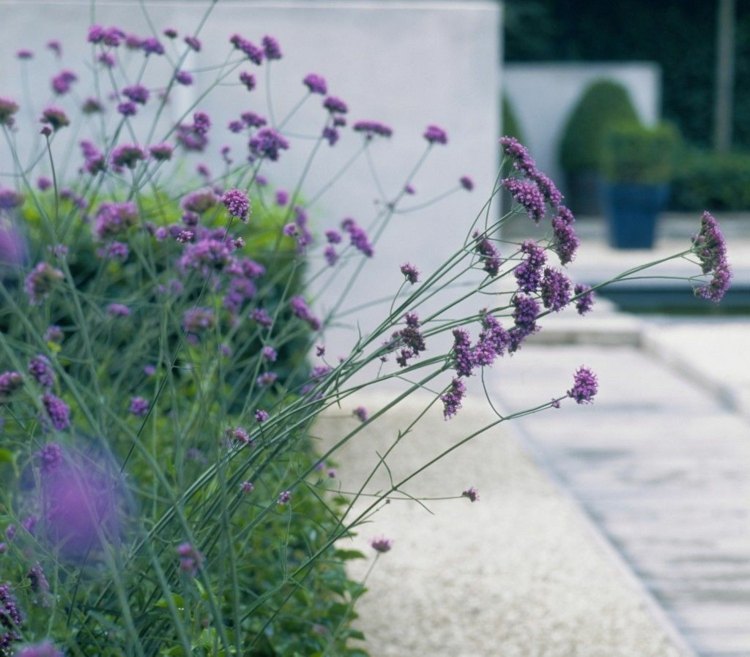 trädgård-modern-design-blommor-lila-blommor-minimalistisk-verbena