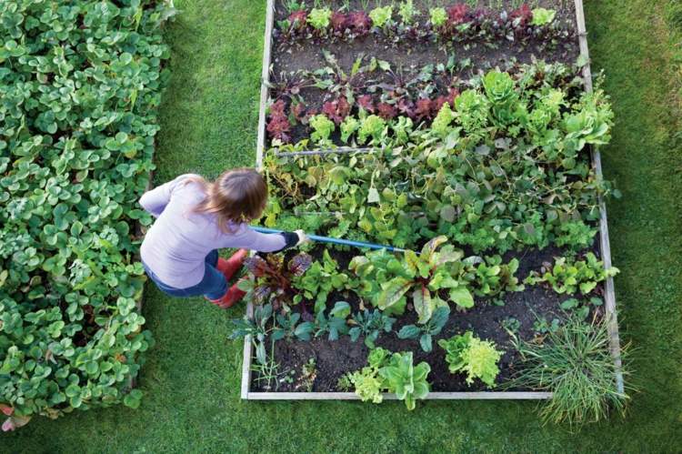 planera en trädgård skapa tips om vård av grönsaksbäddar