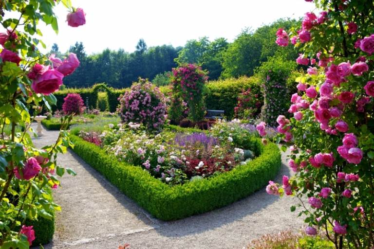 planerar trädgård rosor rosa häck buskar dekoration