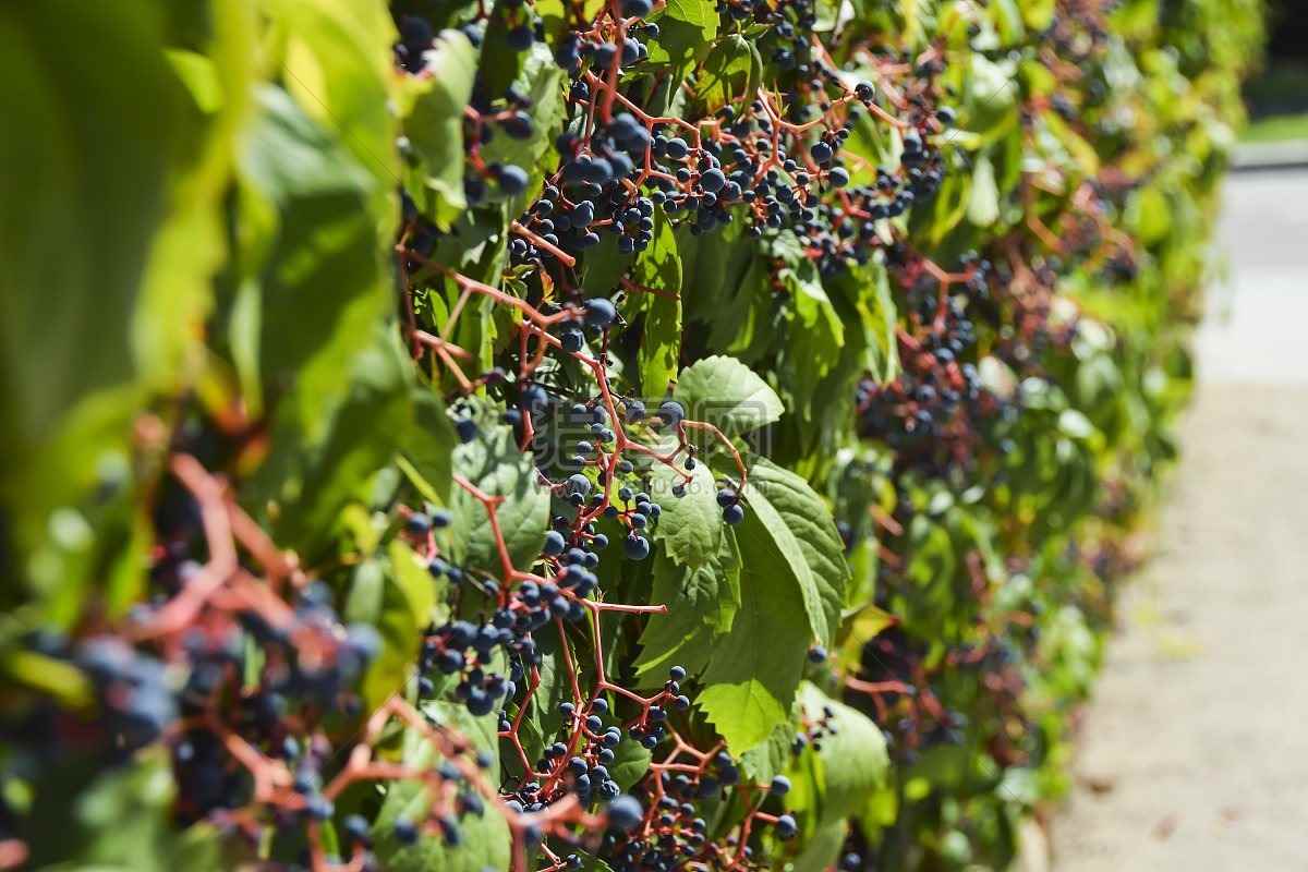 Gör vinrankor vackra som hängande växter för trädgården
