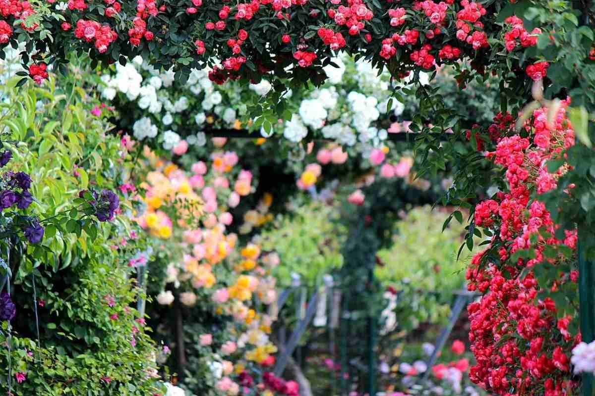 vackra färgglada blommor från rosor och andra växter i trädgården