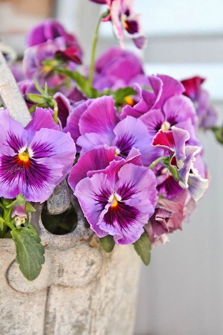 trädgård-pensé-guide-lila-violett-mönstrad-liten