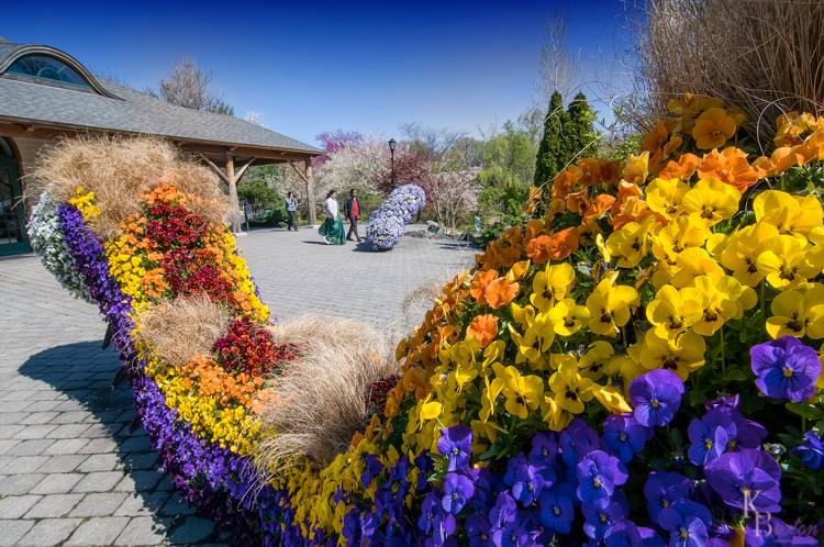 trädgård-pensé-guide-trädgård-dekoration-landskapsarkitektur-gul-lila