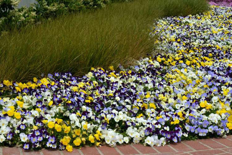 trädgård-pensé-guide-blomster-säng-färgad-mosaik-trädgård stig