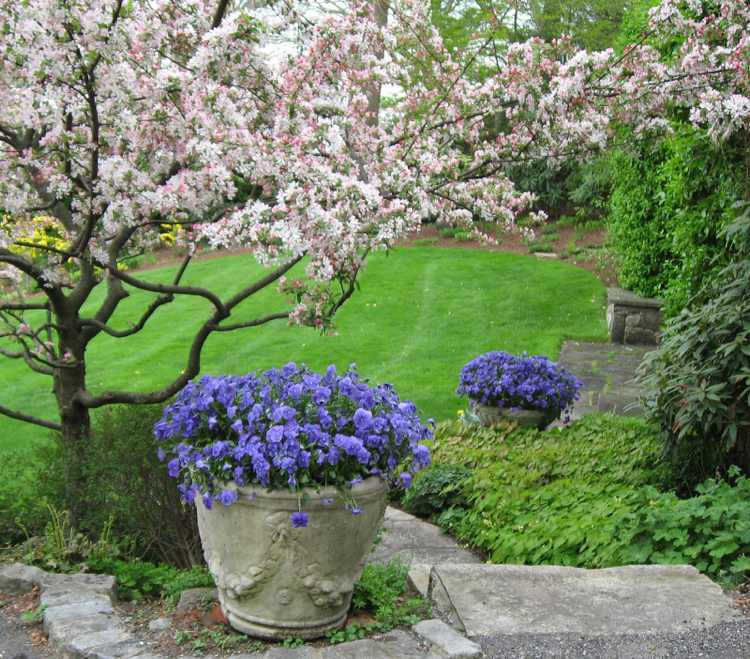 trädgård-pensé-guide-violett-betong-planter-trädgård vård